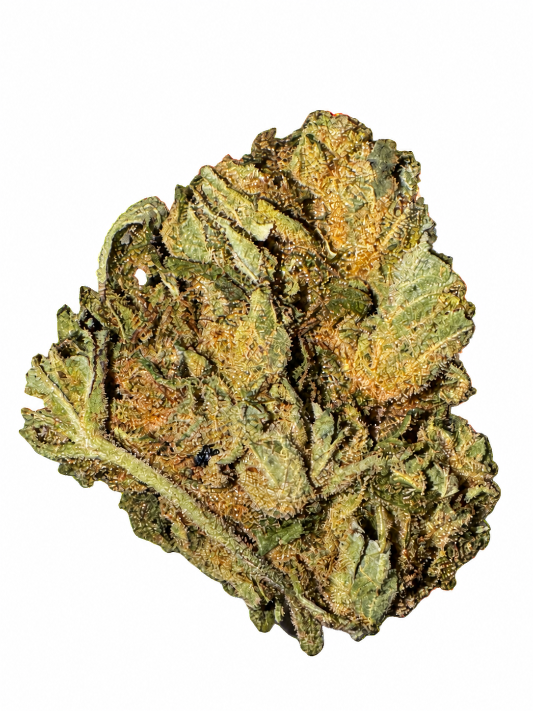 WHITE GUSHERS (THCA)