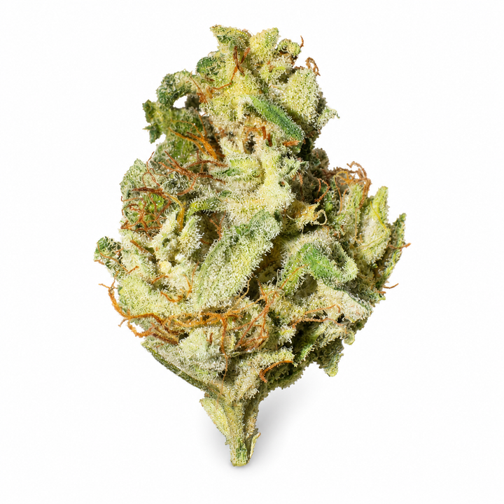 Snow Leopard (THCA)